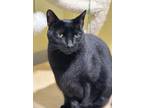 Adopt Boone a All Black Domestic Shorthair / Mixed Breed (Medium) / Mixed (short