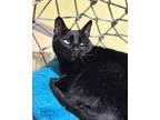 Adopt Brittney a All Black Domestic Shorthair / Mixed Breed (Medium) / Mixed