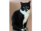 Adopt Spritz a All Black Domestic Shorthair / Mixed Breed (Medium) / Mixed