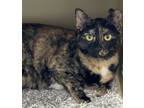 Adopt Tahini a All Black Domestic Shorthair / Mixed Breed (Medium) / Mixed
