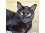 Adopt Kolie a All Black Domestic Shorthair / Mixed Breed (Medium) / Mixed (short