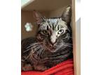 Adopt Lorelai a Gray or Blue Domestic Shorthair / Mixed Breed (Medium) / Mixed