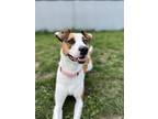 Adopt Rinka a Tan/Yellow/Fawn Labrador Retriever / Mixed Breed (Medium) / Mixed