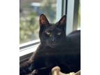 Adopt Nash a All Black Domestic Shorthair / Mixed Breed (Medium) / Mixed (short