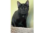 Adopt Falafel a All Black Domestic Shorthair / Mixed Breed (Medium) / Mixed