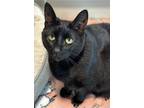 Adopt Pita a All Black Domestic Shorthair / Mixed Breed (Medium) / Mixed (short