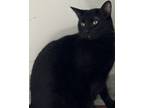 Adopt Dashi a All Black Domestic Shorthair / Mixed Breed (Medium) / Mixed (short
