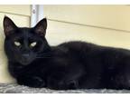 Adopt Nox a All Black Domestic Shorthair / Mixed Breed (Medium) / Mixed (short