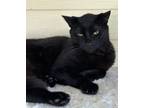 Adopt Christmas a All Black Domestic Shorthair / Mixed Breed (Medium) / Mixed