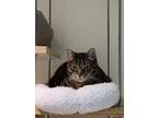 Adopt Louise a Brown Tabby Domestic Shorthair / Mixed Breed (Medium) / Mixed