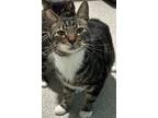 Adopt Dreamsicle a Gray or Blue Domestic Shorthair / Mixed Breed (Medium) /