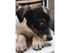 Adopt Jill a White Terrier (Unknown Type, Medium) / Shepherd (Unknown Type) /