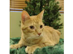 Adopt Queso a Orange or Red Domestic Shorthair / Mixed Breed (Medium) / Mixed