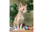 Adopt Enchilada a Orange or Red Domestic Shorthair / Mixed Breed (Medium) /