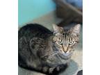 Adopt Kinsley a Brown Tabby Domestic Shorthair / Mixed Breed (Medium) / Mixed
