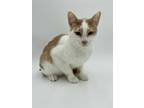 Adopt Jaguar a White Domestic Shorthair / Mixed Breed (Medium) / Mixed (short