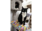 Adopt Whiskers a All Black Domestic Shorthair / Mixed Breed (Medium) / Mixed