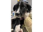 Adopt Hattie a Black Border Collie / Mixed Breed (Medium) / Mixed (short coat)
