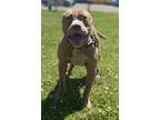 Adopt Jenner a Tan/Yellow/Fawn American Pit Bull Terrier / Mixed Breed (Medium)