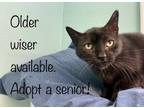 Adopt Oliver IN FOSTER a All Black Domestic Shorthair / Mixed Breed (Medium) /