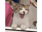 Adopt Squash a Brown Tabby Domestic Shorthair / Mixed (short coat) cat in