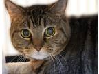 Adopt Max a Tiger Striped Domestic Shorthair / Mixed Breed (Medium) / Mixed