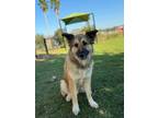 Adopt Kida a Tan/Yellow/Fawn Anatolian Shepherd / Collie / Mixed (short coat)
