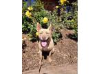 Adopt Kimono a Brindle Husky / American Pit Bull Terrier / Mixed (short coat)