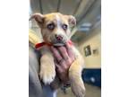 Adopt Lady May a Tan/Yellow/Fawn Mixed Breed (Small) / Mixed Breed (Medium) /