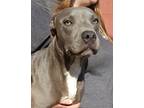 Adopt Azuel a Black American Pit Bull Terrier / Mixed Breed (Medium) / Mixed