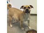 Adopt Frannie a Tan/Yellow/Fawn Black Mouth Cur / Mixed Breed (Medium) / Mixed