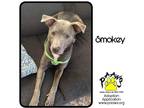Adopt Smokey a Merle American Pit Bull Terrier / Mixed Breed (Medium) / Mixed