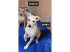 Adopt Shadow a Brindle Mixed Breed (Medium) / Mixed Breed (Medium) / Mixed