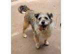 Adopt Boddy a Black Terrier (Unknown Type, Medium) / Mixed Breed (Medium) /