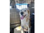 Adopt Luka a White Great Pyrenees / Mixed Breed (Medium) / Mixed (short coat)