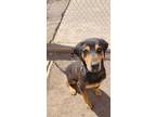 Adopt Jake a Black Catahoula Leopard Dog / Rottweiler / Mixed (short coat) dog