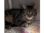 Adopt Algae a Brown Tabby Domestic Shorthair / Mixed Breed (Medium) / Mixed