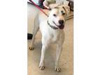 Adopt Zane a White Terrier (Unknown Type, Medium) / Mixed Breed (Medium) / Mixed