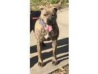 Adopt Abbott a Brindle American Staffordshire Terrier / Mixed Breed (Medium) /