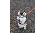 Adopt Candice a Merle Husky / Mixed Breed (Medium) / Mixed (short coat) dog in