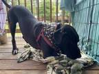 Adopt Zip a Black Golden Retriever / Mixed Breed (Medium) / Mixed (short coat)