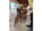 Adopt Snowflake a.k.a. Hemmi a Brown/Chocolate American Staffordshire Terrier /
