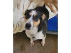 Adopt Rosie a White Terrier (Unknown Type, Medium) / Mixed Breed (Medium) /