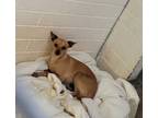 Adopt Paco a Tan/Yellow/Fawn Mixed Breed (Small) / Mixed Breed (Medium) / Mixed
