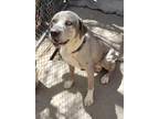 Adopt Clint a Merle Catahoula Leopard Dog / Mixed Breed (Medium) / Mixed (short