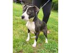 Adopt Breezy a Black American Pit Bull Terrier / Mixed Breed (Medium) / Mixed