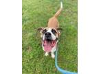 Adopt Samuel a White Boxer / Mixed Breed (Medium) / Mixed (short coat) dog in
