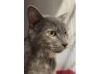 Adopt R2-D2 a Gray or Blue Domestic Shorthair / Mixed Breed (Medium) / Mixed