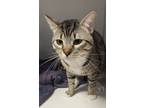 Adopt Boss a Brown Tabby Domestic Shorthair / Mixed Breed (Medium) / Mixed