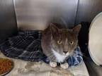 Adopt Hercules a Gray or Blue Domestic Shorthair / Mixed Breed (Medium) / Mixed